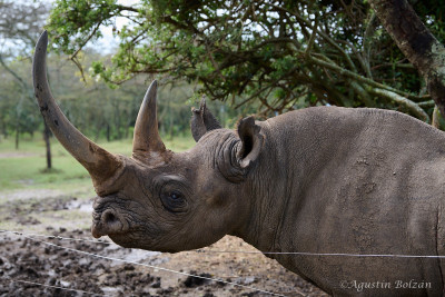 Ol-Pejeta-1593.jpg Ol-Pejeta-1593.jpg
