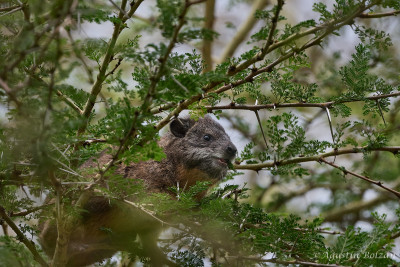 Ol-Pejeta-1608_1.jpg Ol-Pejeta-1608_1.jpg