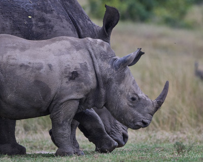 Ol-Pejeta-1668_1.jpg Ol-Pejeta-1668_1.jpg