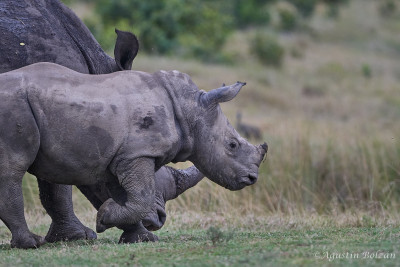 Ol-Pejeta-1670.jpg Ol-Pejeta-1670.jpg