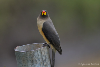 Ol-Pejeta-1691.jpg Ol-Pejeta-1691.jpg