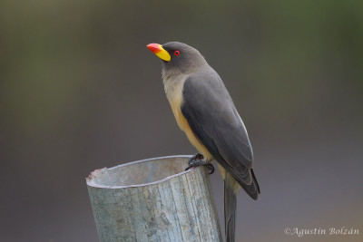 Ol-Pejeta-1709_1.jpg Ol-Pejeta-1709_1.jpg