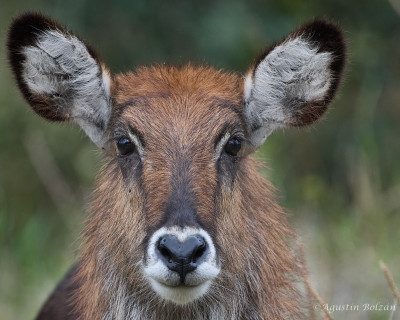 Ol-Pejeta-1728.jpg Ol-Pejeta-1728.jpg