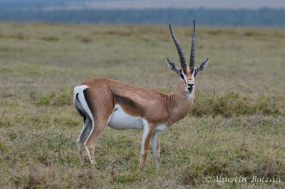 Ol-Pejeta-1737.jpg Ol-Pejeta-1737.jpg