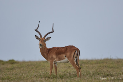 Ol-Pejeta-1758_1.jpg Ol-Pejeta-1758_1.jpg