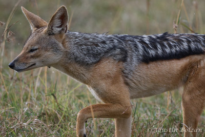 Ol-Pejeta-1868.jpg Ol-Pejeta-1868.jpg
