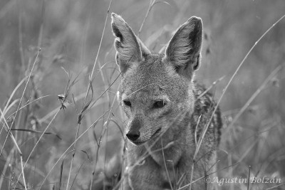 Ol-Pejeta-1877.jpg Ol-Pejeta-1877.jpg