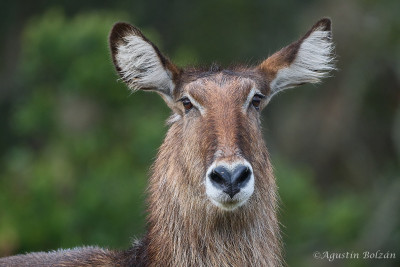 Ol-Pejeta-1880_1.jpg Ol-Pejeta-1880_1.jpg