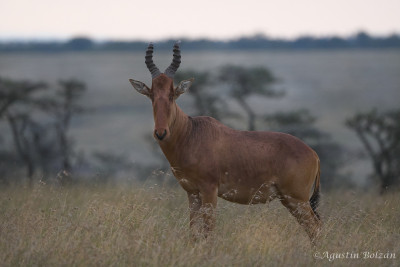 Ol-Pejeta-1910_1.jpg Ol-Pejeta-1910_1.jpg