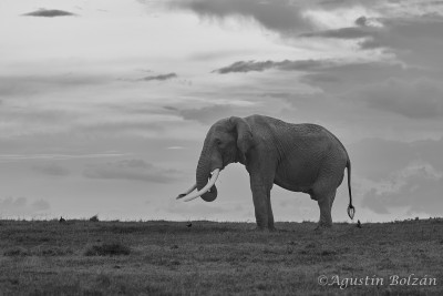 Ol-Pejeta-1917.jpg Ol-Pejeta-1917.jpg