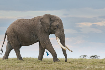 Ol-Pejeta-2005.jpg Ol-Pejeta-2005.jpg