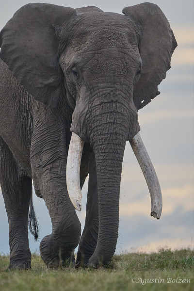 Ol-Pejeta-2021.jpg Ol-Pejeta-2021.jpg