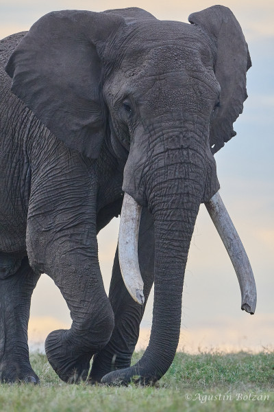 Ol-Pejeta-2190_1.jpg Ol-Pejeta-2190_1.jpg