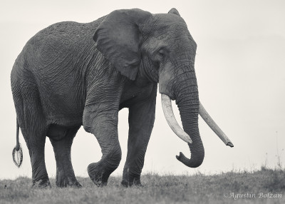 Ol-Pejeta-2232_2.jpg Ol-Pejeta-2232_2.jpg