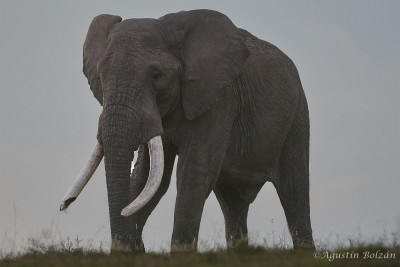 Ol-Pejeta-2349.jpg Ol-Pejeta-2349.jpg