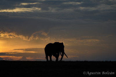 Ol-Pejeta-2391_1.jpg Ol-Pejeta-2391_1.jpg
