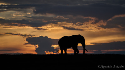 Ol-Pejeta-2494.jpg Ol-Pejeta-2494.jpg