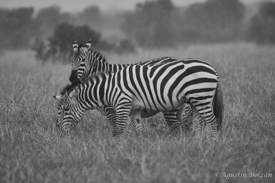 Ol-Pejeta-2549.jpg Ol-Pejeta-2549.jpg