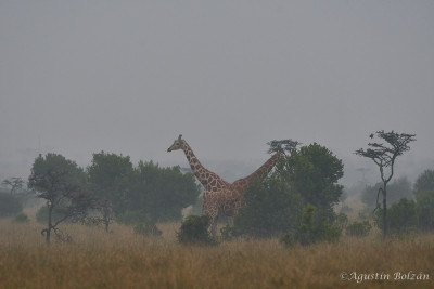 Ol-Pejeta-2561.jpg Ol-Pejeta-2561.jpg