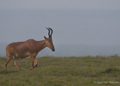 Ol-Pejeta-2582.jpg Ol-Pejeta-2582.jpg