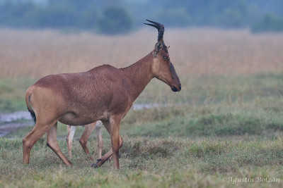 Ol-Pejeta-2596.jpg Ol-Pejeta-2596.jpg