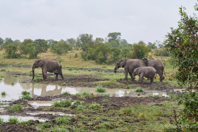 Ol-Pejeta-2662.jpg Ol-Pejeta-2662.jpg