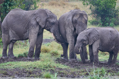 Ol-Pejeta-2675.jpg Ol-Pejeta-2675.jpg