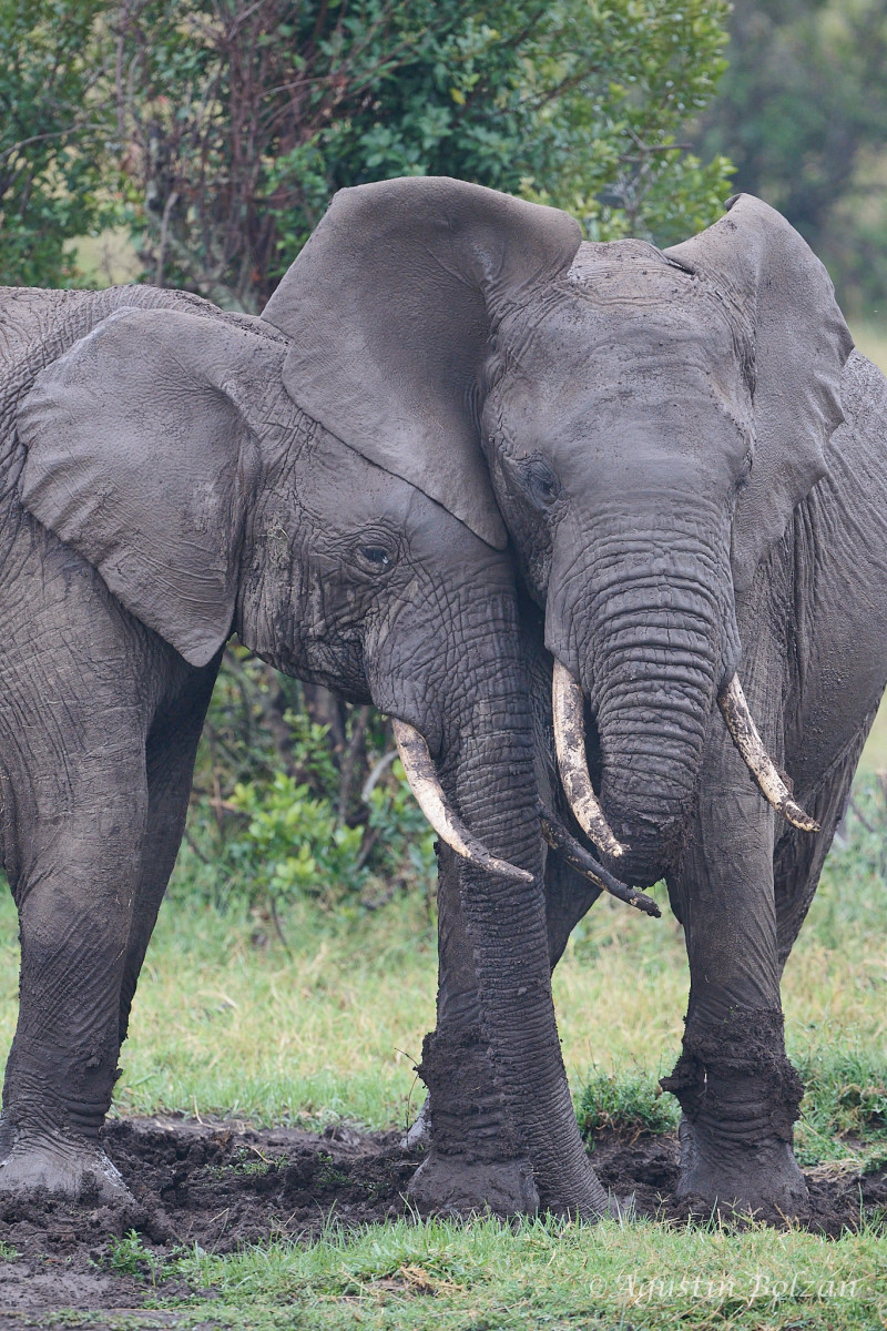 Ol-Pejeta-2707_1.jpg Ol-Pejeta-2707_1.jpg