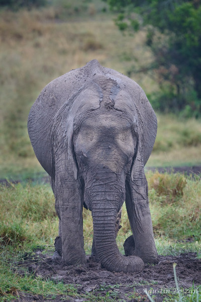 Ol-Pejeta-2721.jpg Ol-Pejeta-2721.jpg