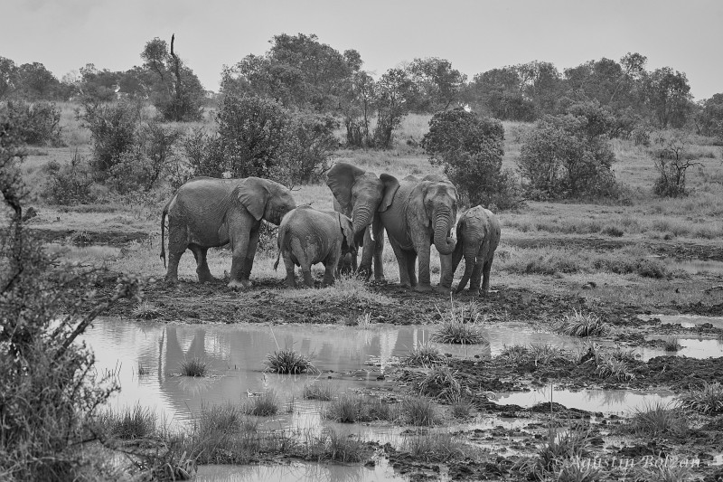 Ol-Pejeta-2761.jpg Ol-Pejeta-2761.jpg