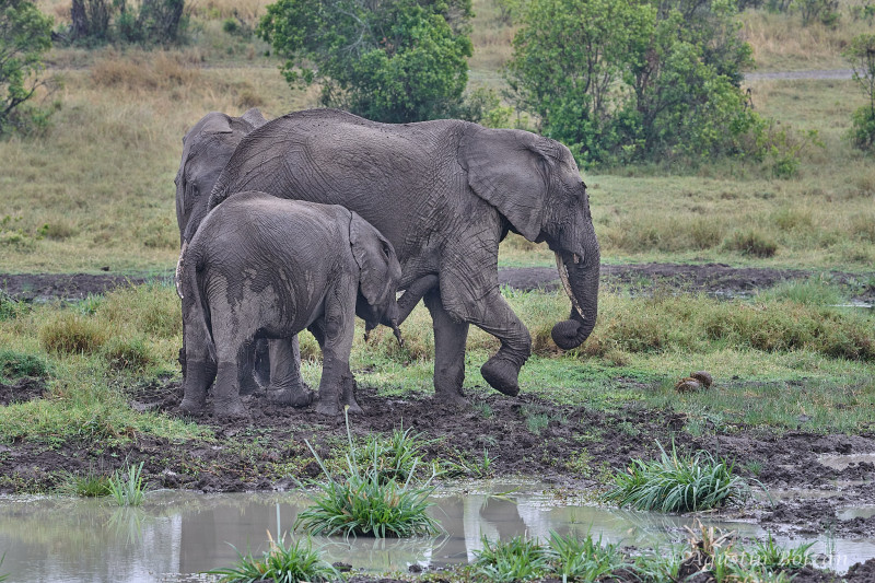 Ol-Pejeta-2782.jpg Ol-Pejeta-2782.jpg