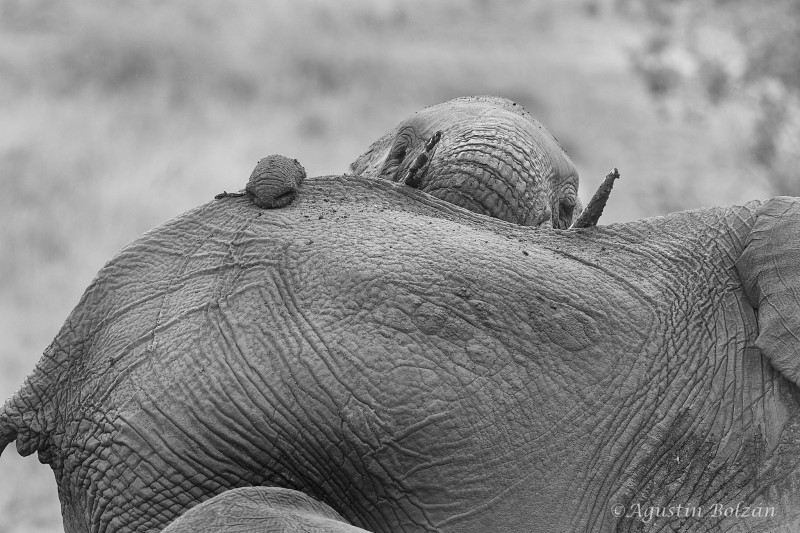 Ol-Pejeta-2801_2.jpg Ol-Pejeta-2801_2.jpg