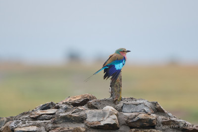 Ol-Pejeta-2834.jpg Ol-Pejeta-2834.jpg