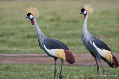 Ol-Pejeta-2867.jpg Ol-Pejeta-2867.jpg