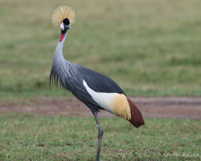 Ol-Pejeta-2868.jpg Ol-Pejeta-2868.jpg