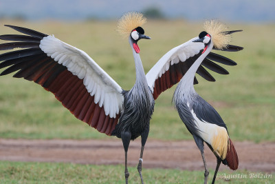 Ol-Pejeta-2884_1.jpg Ol-Pejeta-2884_1.jpg