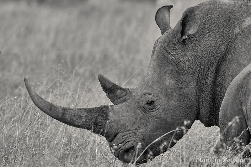 Ol-Pejeta-2954.jpg Ol-Pejeta-2954.jpg