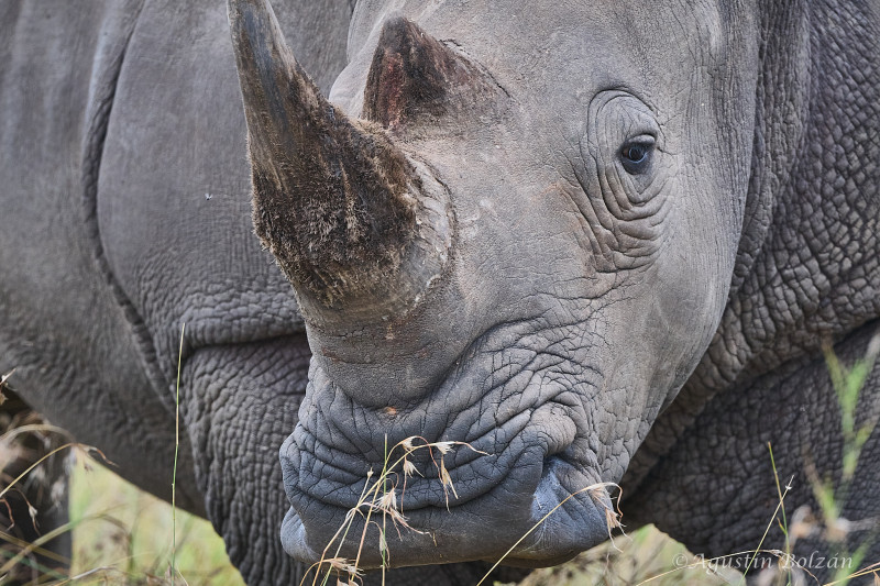 Ol-Pejeta-3007.jpg Ol-Pejeta-3007.jpg