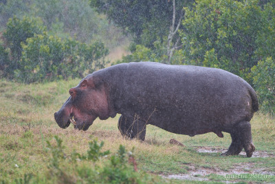 Ol-Pejeta-3036.jpg Ol-Pejeta-3036.jpg