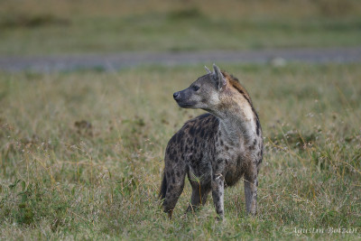 Ol-Pejeta-3063.jpg Ol-Pejeta-3063.jpg