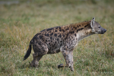 Ol-Pejeta-3074_1.jpg Ol-Pejeta-3074_1.jpg