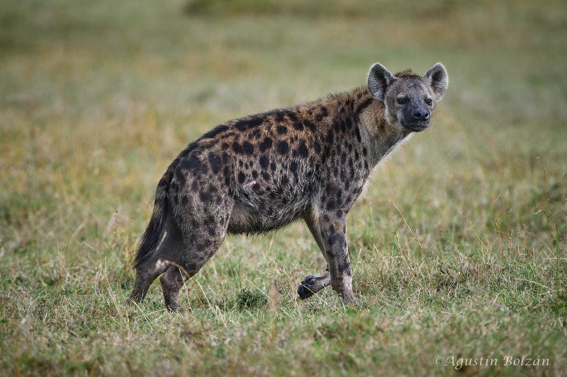 Ol-Pejeta-3077.jpg Ol-Pejeta-3077.jpg