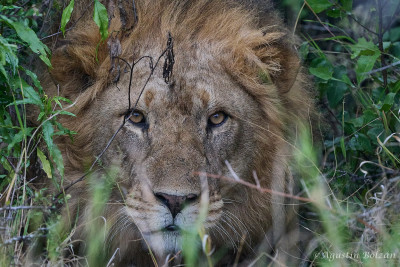 Ol-Pejeta-3114.jpg Ol-Pejeta-3114.jpg