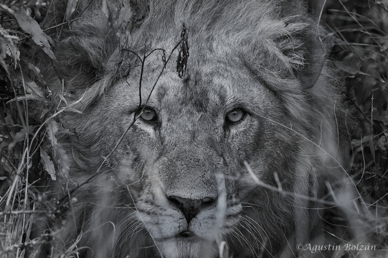 Ol-Pejeta-3114_1.jpg Ol-Pejeta-3114_1.jpg