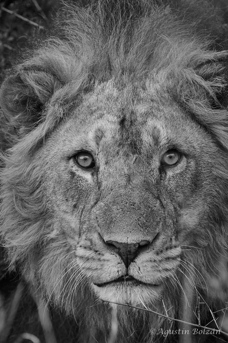 Ol-Pejeta-3116_2.jpg Ol-Pejeta-3116_2.jpg