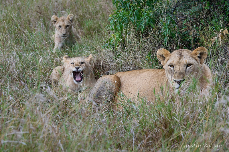 Ol-Pejeta-3342_1.jpg Ol-Pejeta-3342_1.jpg