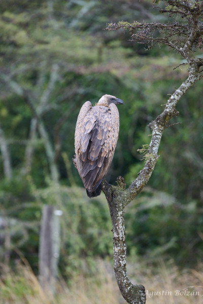 Ol-Pejeta-3361.jpg Ol-Pejeta-3361.jpg