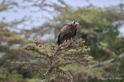 Ol-Pejeta-3370.jpg Ol-Pejeta-3370.jpg