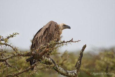 Ol-Pejeta-3375.jpg Ol-Pejeta-3375.jpg