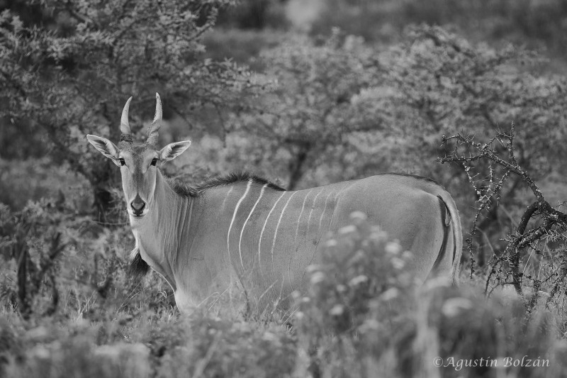 Ol-Pejeta-3392.jpg Ol-Pejeta-3392.jpg